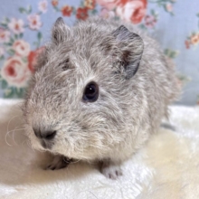 テディモルモット  男の子  グレー系  🩶👟･.｡*