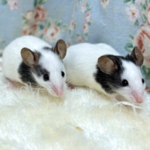 パンダマウス  男の子  2匹来てくれてますよ〜🐁🐀♬.*ﾟ
