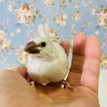 いとうつくし…🕊️🫧✨シルバー文鳥ヒナちゃん🤍🤍