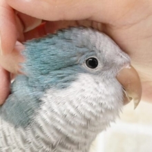 よく喋ります😊　オキナインコ（ブルー）