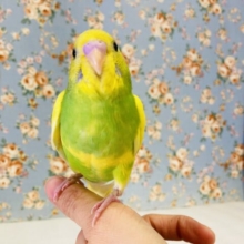 愛おしさ爆発💟かわいすぎインコちゃん(*´˘`*)🤍