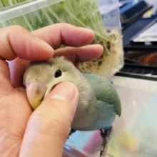 最新画像🌟むにむにぃ❤︎*ˊᵕˋ 日々､かわいく成長中💟手乗りコザクラインコ(シーグリーン)💚💙