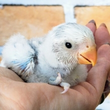 空色🩵‎🤍の綺麗な小桜インコのヒナ(ブルー系パイド)入荷しました♥️