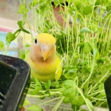 最新画像🌟ぽかぽか激かわ甘えんぼコザっち🔆🌿🫧
