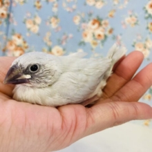 まだまだ赤ちゃんの姿❢❢シルバー文鳥ヒナちゃん🤍🩶