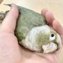 【最新画像更新🪄】かまってアピールが止まらない♡♡ウロコインコ(ブルーシナモン)