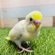 甘々フェイスにやられちゃいます💕セキセイインコのパステルレインボー🌈