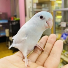 最新画像・動画あります‼️あっさりカラーが落ち着くよ〜🩵マメルリハインコのアメリカンホワイトファロー‼️