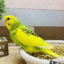 最新画像有ります❗️ちょこんとおすまし顔が得意なんです🤭❤️セキセイインコパイドカラー