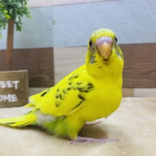 最新画像有ります❗️☁️ワタワタおぱんつでお出かけ〜♪まん丸おめめのセキセイインコの黄ハルクイン💛