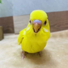 最新画像有ります🌟きゅるきゅる赤目が可愛すぎるっ❤️元気いっぱいセキセイインコのルチノー⭐️