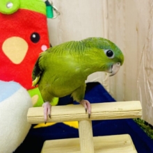 瓜ちゃん🍈🍈🍈💛💚🧡イタズラなスマイル見せちゃってるよ😁✨✨　サザナミインコ　ノーマル