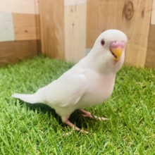 最新画像有ります⭐️撮影中はバシッと決めないとね📸✨ドヤ顔マシマシで可愛すぎるセキセイインコ（アルビノ）