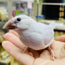 クールだけど甘えん坊❓ツンデレさんなシルバー文鳥のつみれちゃん💕