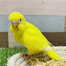 最新画像有ります❗️真っ黄色な身体で元気ハツラツ💪🔥セキセイインコのルチノー‼️