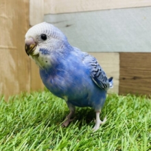 最新画像有ります💕背筋よくアピール上手なセキセイインコ✨オパーリン💙