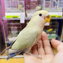 最新画像有ります❗️ヒナ餌卒業🎓優しくあわ〜いお色が可愛すぎますっ😍コザクラインコのシナモン❣️