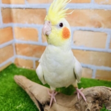 ②手乗りだよ♡オカメインコ（ルチノー）