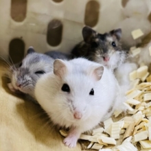 ちびっこ♡ドワーフハムスターフェア開催中！