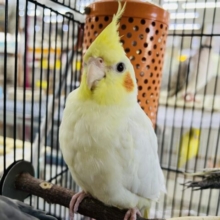 成人式ならぬ成鳥式⁈♡1人餌の子フェア♡