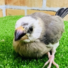 面白い♪お顔の白い超個性派の桜文鳥〜♡