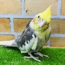 ③お歌が大好き♡努力家のオカメインコ（パイド）③
