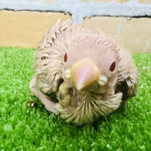 幼さ100%！透き通った目のシナモン文鳥〜