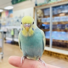 【最新画像・動画更新🪄】ポップキャンディ🍭❤︎セキセイインコ（パステルカラーレインボー）ヒナ
