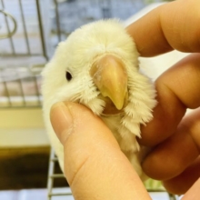 【最新画像更新🪄】純白の天使👼オキナインコ（アルビノ）
