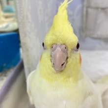 みかんほっぺが元気なしょーこ！🍊⸒⸒💨オカメインコ(ルチノー2024年9月生まれ)