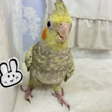 キラキラパールドレスが素敵でしょっ💕オカメインコ(シナモンパール2024年9月生まれ)
