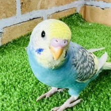 2/12更新☆主張強め！派手派手〜セキセイインコ（レインボーパイド）