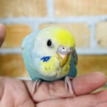 2/12更新☆元気いっぱい！華やかなセキセイインコ〜☆