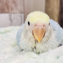 目を奪われる可愛さ❤︎コザクラインコ（ブルーチェリーオパーリンパイド）ヒナ