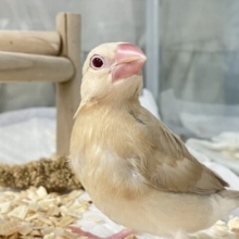 ✨最新画像✨ミルクティーでひと息つけよっ🫖🎶シナモン文鳥(2024年11月生まれ)