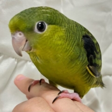 ✨最新画像✨合言葉はピエポ❣️波打つ抹茶💚🍵🌿.•*サザナミインコ(グリーン2024年11月生まれ)