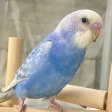 ✨最新画像✨もくもく青空ドレス☁️🫧💙セキセイインコ(ブルースパングル2024年11月生まれ)