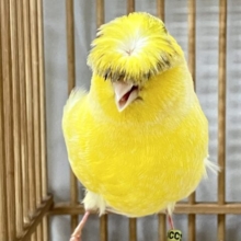 ミステリアス金髪マッシュｷﾀ━︎(ﾟ∀ﾟ︎)━︎!!!!!💛グロスターカナリア(2024年4月生まれ)