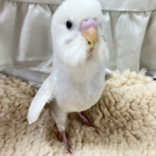 ✨最新画像✨モクわた🤍ྀིレアっぽいおもちフェアリ〜💭ᕷ*.°セキセイインコ(ライラック2024年12月生まれ)