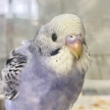 ✨最新画像✨コロリンわんぱくぶどうちゃん😎🍇✨セキセイインコ(バイオレットオパーリン2024年12月生まれ)