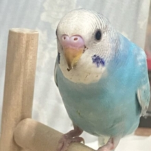✨最新画像✨快晴青空翔けちゃお〜！！🤗️🩵∗*ﾟセキセイインコ(ブルースパングル2024年12月生まれ)