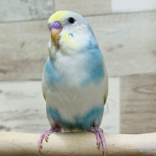 いっぱい一緒にあそんでねっ？🧚セキセイインコ(パステルレインボーパイド)