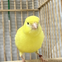 たまご寿司がふたたたび！！(⊙ᴗ⊙)🥚レモンカナリア(💙男の子💙2024年4月生まれ)