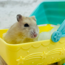 進め‪☆ハムハム号🐹🫧イエロープディングハムスター(女の子)