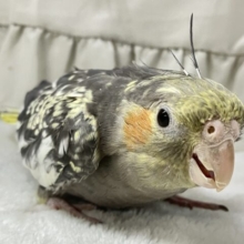 ✨最新画像✨バジルとチーズで着飾るぞっ🧀🌿.∘オカメインコ(パール2024年9月生まれ)
