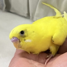 ✨最新画像✨ちっちゃな黒ポチ見ぃ〜つけたっ！︎🪄✦︎🖤 ̖́-セキセイインコ(イエローハルクイン2024年12月生まれ)