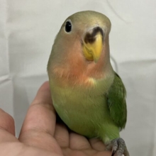 ✨最新画像✨抹茶印でパワフル全開！！💚💥コザクラインコ(ノーマル2024年12月生まれ)