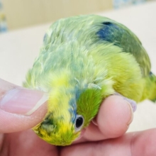 【最新画像更新🪄もうすぐひとりエサ☆】ミニミニ怪獣がやって来た🦕𓈒 𓂂𓏸マメルリハ（パイド）ヒナ