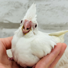 純白☃️ふわふわちゃん🫧オカメインコ(ピュアホワイト) ヒナ
