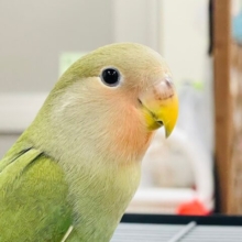 【最新画像更新🪄カゴデビューしました☆】周りが気になってしょうがない！コザクラインコ（ノーマル）ヒナ